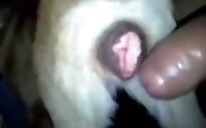 13win - guy fucks animal, zoophilia fuck porn